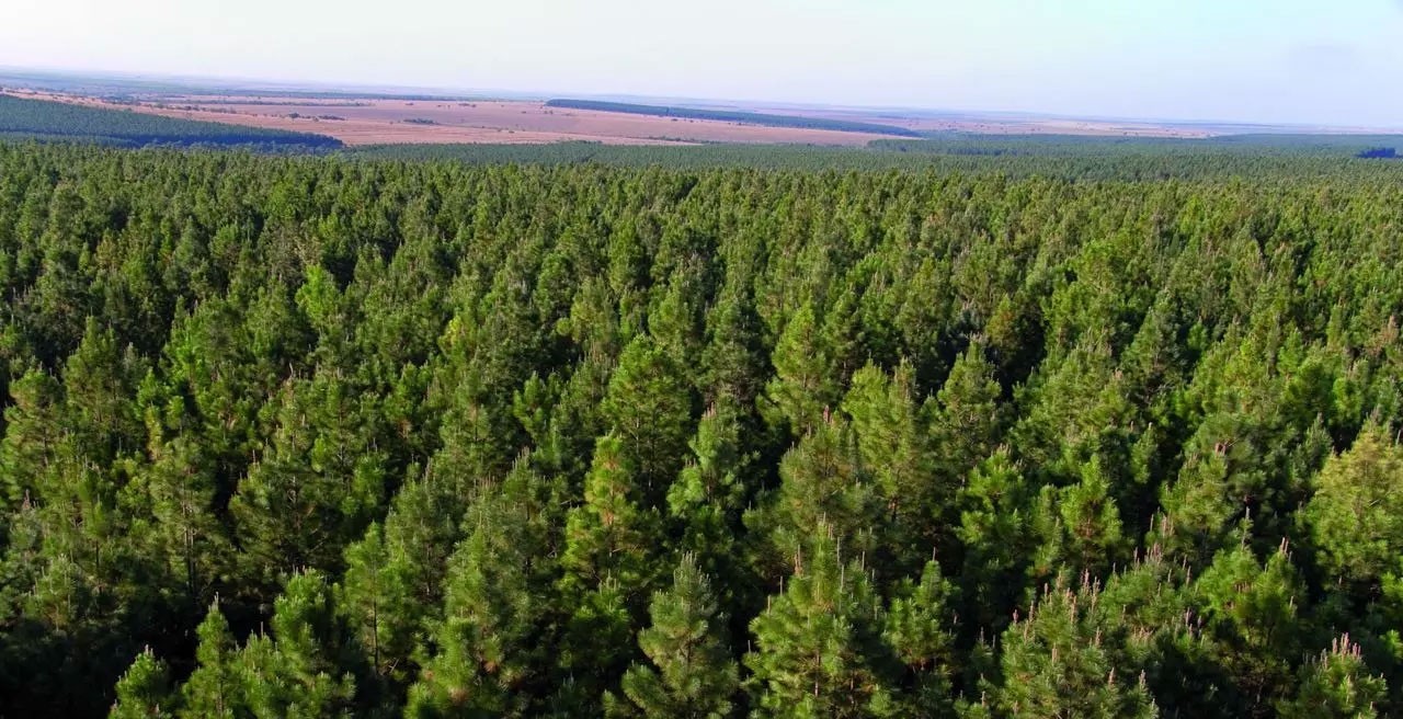 Dự án trồng rừng độc đáo ở Prata